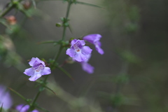 Prostanthera spinosa