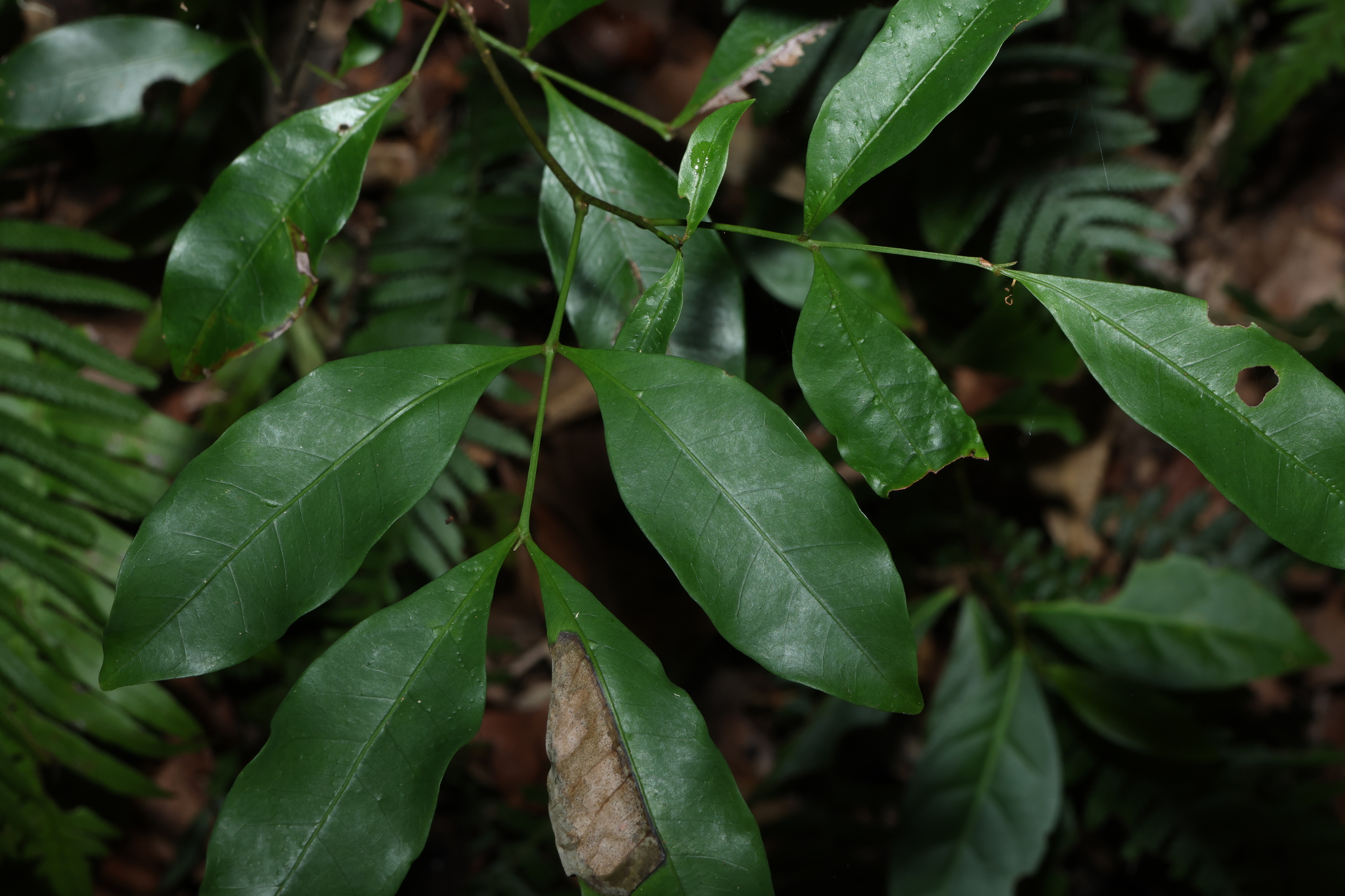 Guioa acutifolia