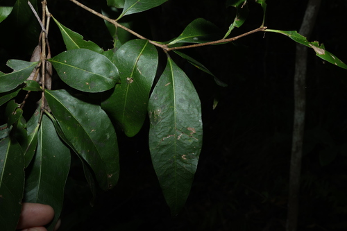 large mock-olive (Notelaea punctata)