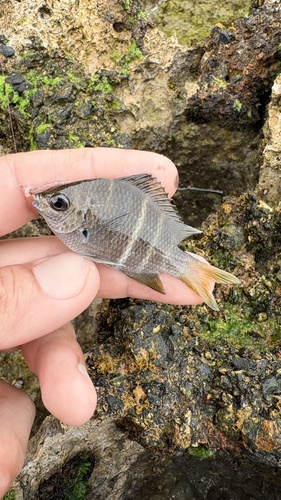 Yellowtail sergeant (Abudefduf notatus) — Pomacentridae — 3