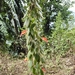 Aeschynanthus gracilis C.S.P.Parish ex C.B.Clarke 4