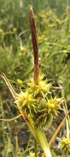 Sage's Sedge (Carex sagei)