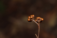 Eucalyptus propinqua, photograph (c) Greg Tasney, some rights reserved (CC BY-SA)