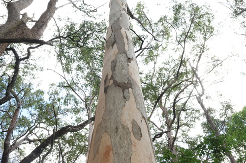 Eucalyptus propinqua, photograph 5