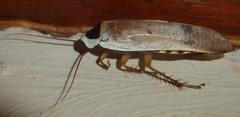 Hedaia angulata