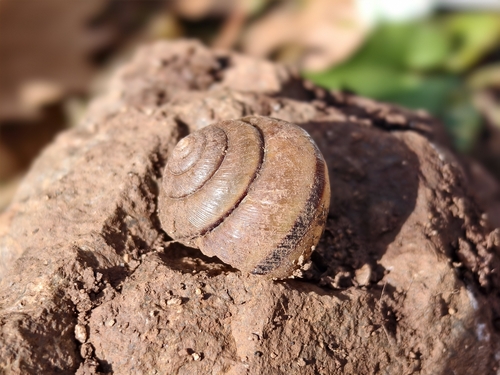 Mastigeulota kiangsinensis