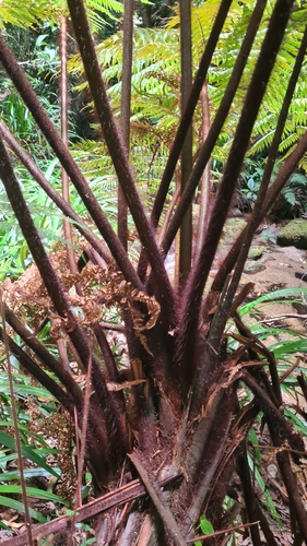 Dicksonia herbertii observed 2025-11-11