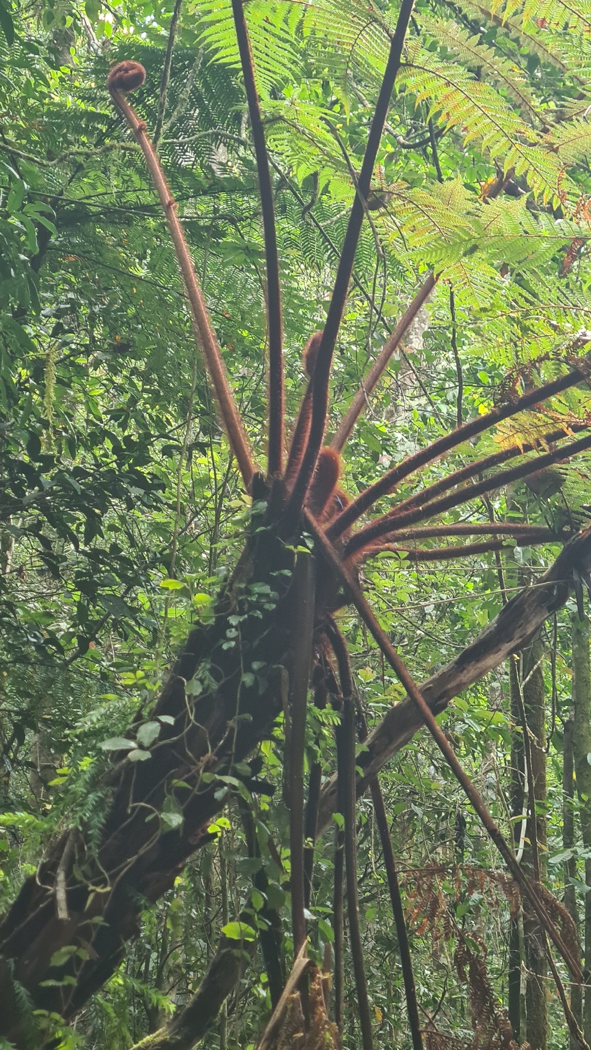 Dicksonia herbertii