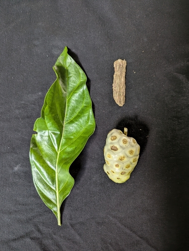 Morinda citrifolia