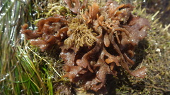 Pherusella brevituba