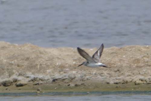 Broad-billed Sandpiper (Calidris falcinellus), photo 6