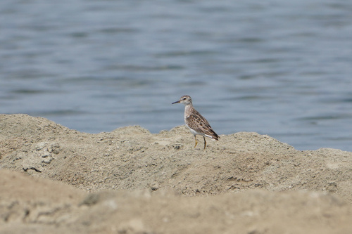Long-toed Stint (Calidris subminuta), photo 6