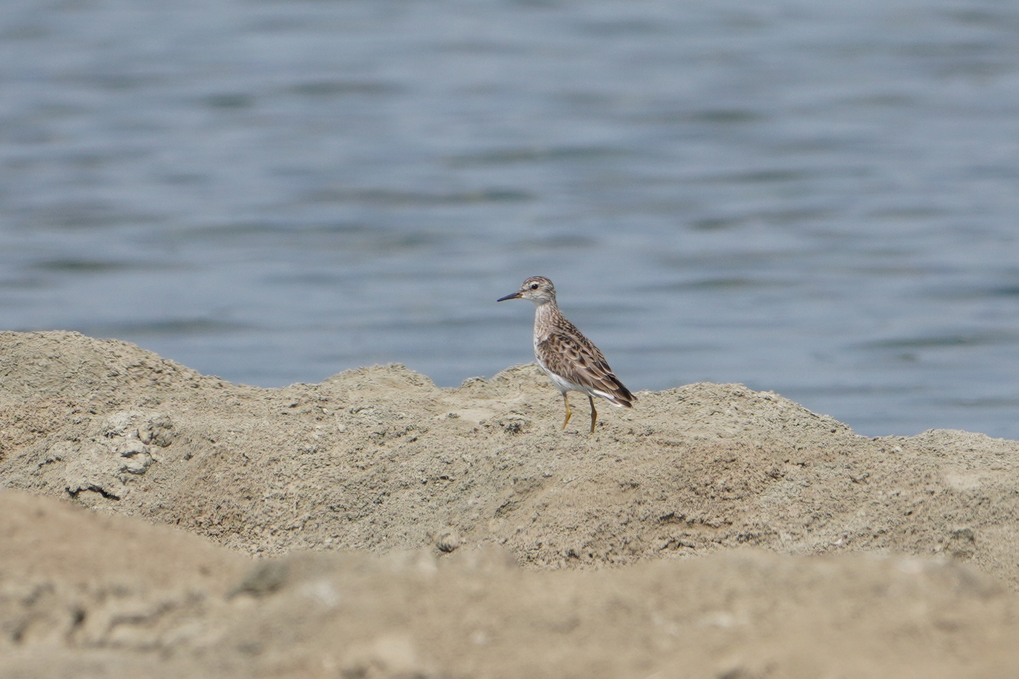 Long-toed Stint (Calidris subminuta), photo 7