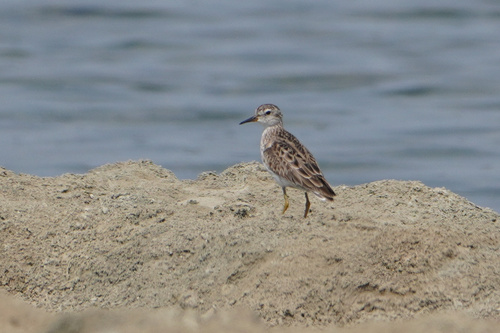 Long-toed Stint (Calidris subminuta), photo 9