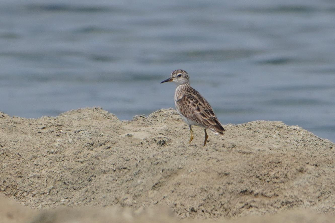 Long-toed Stint (Calidris subminuta), photo 8