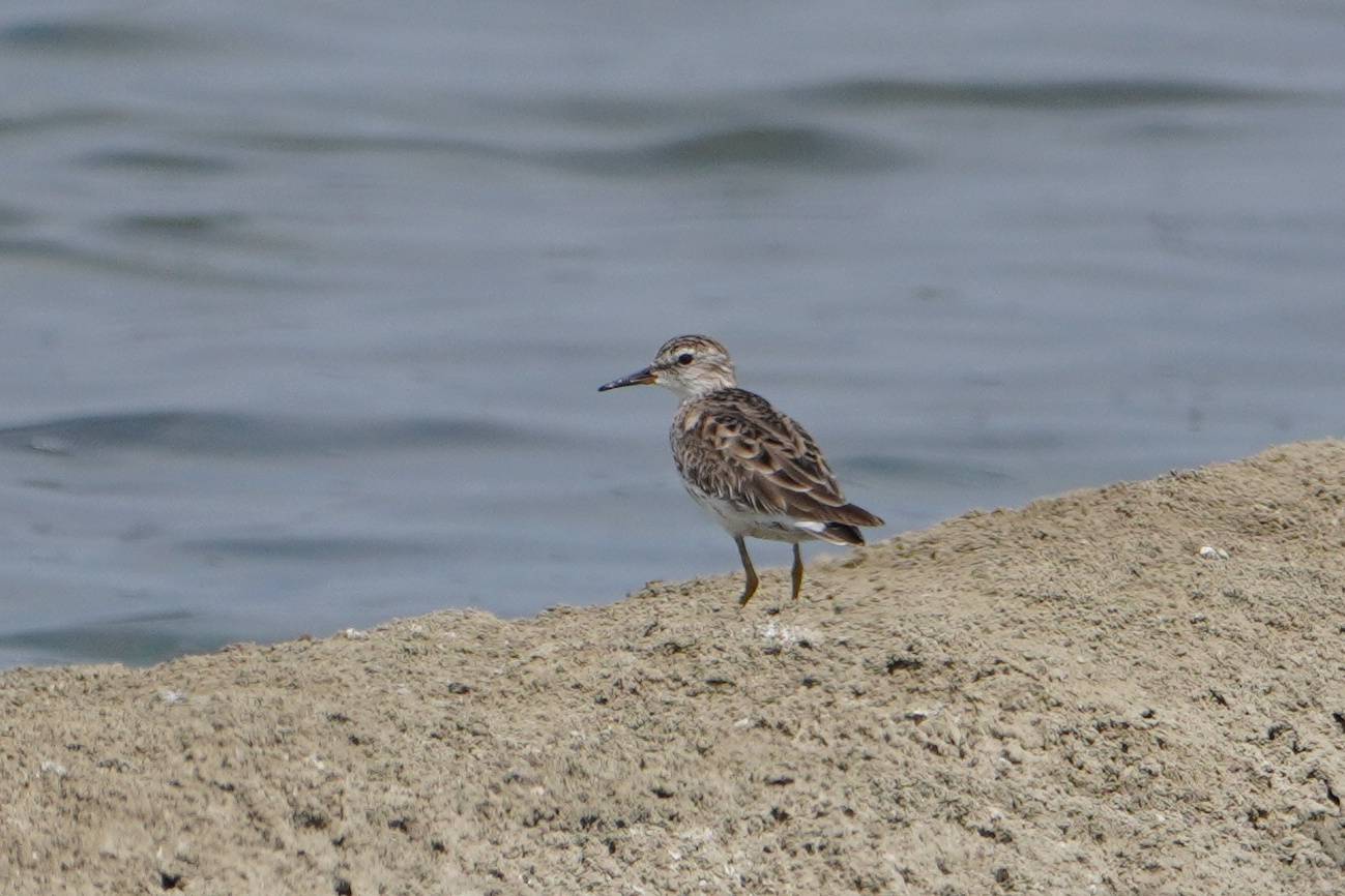 Long-toed Stint (Calidris subminuta), photo 9