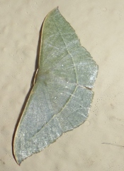 Traminda obversata