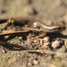 Ablepharus kitaibelii fitzingeri - Photo (c) rudynature,  זכויות יוצרים חלקיות (CC BY-NC), הועלה על ידי rudynature