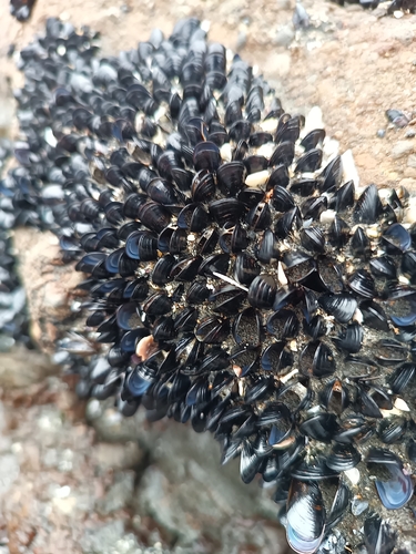 Xenostrobus neozelanicus