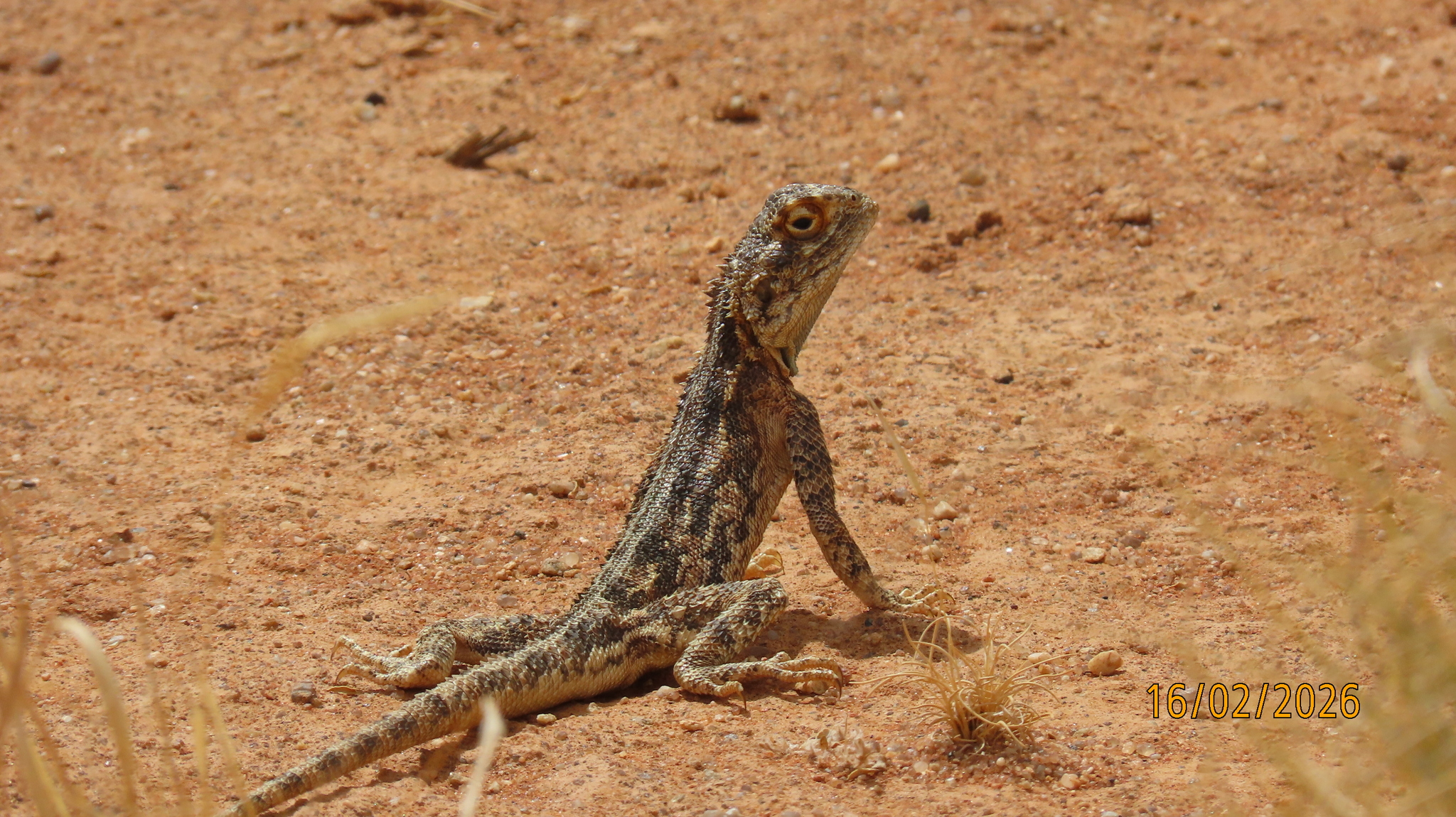 Agama aculeata Merrem, 1820