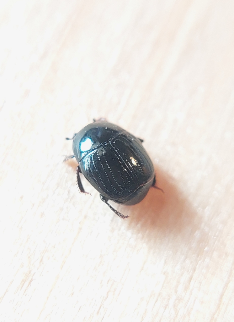 Chalcionellus decemstriatus decemstriatus