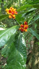 Pittosporum rubiginosum