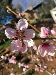 Prunus persica nucipersica