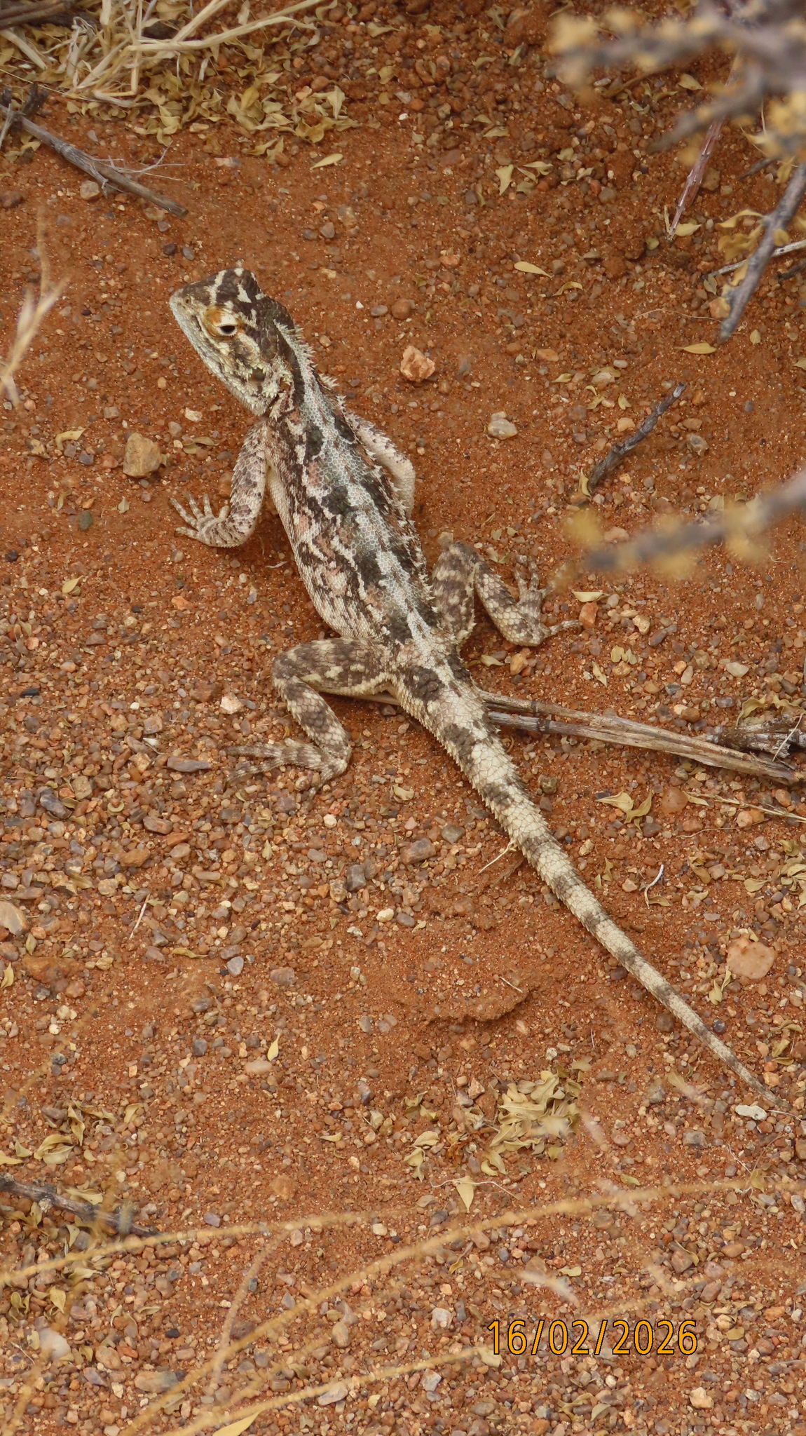 Agama aculeata Merrem, 1820