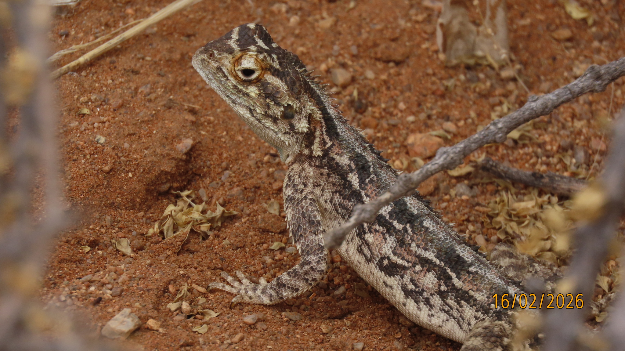 Agama aculeata Merrem, 1820