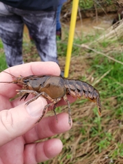 Procambarus spiculifer