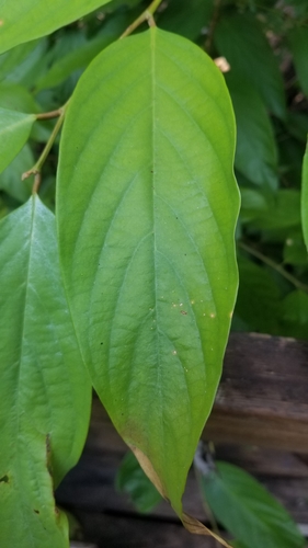 Cleistanthus oblongifolius observed 2020-02-11