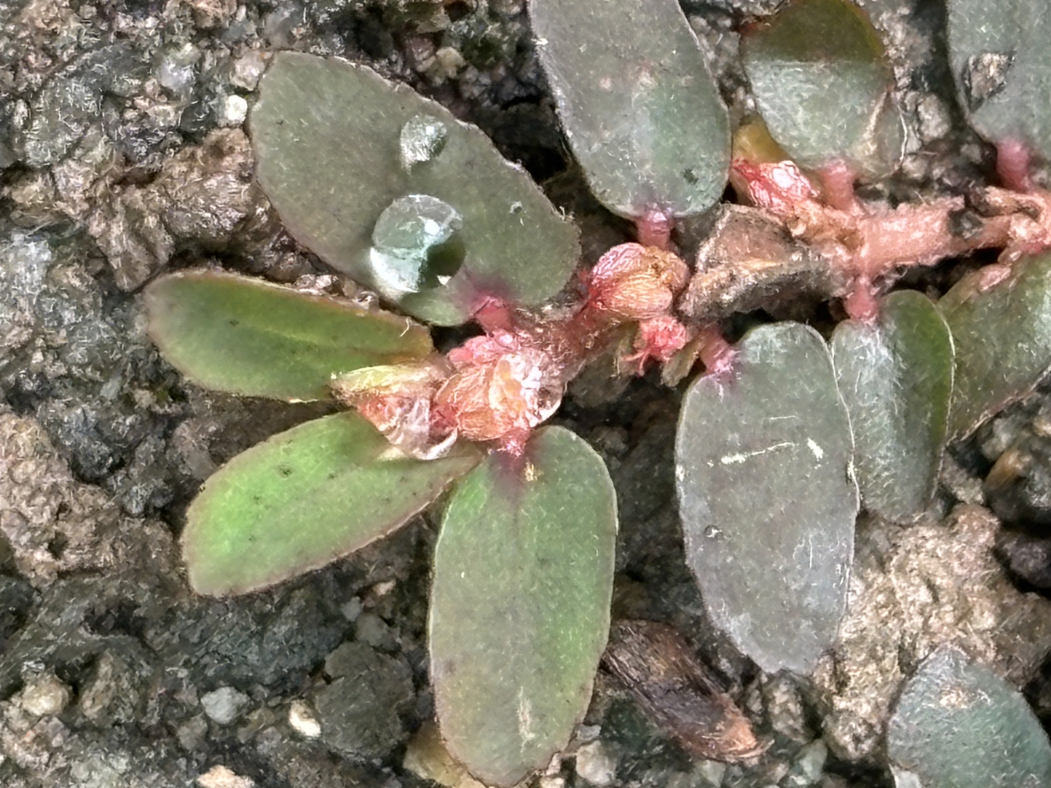Euphorbia thymifolia (Euphorbia thymifolia)