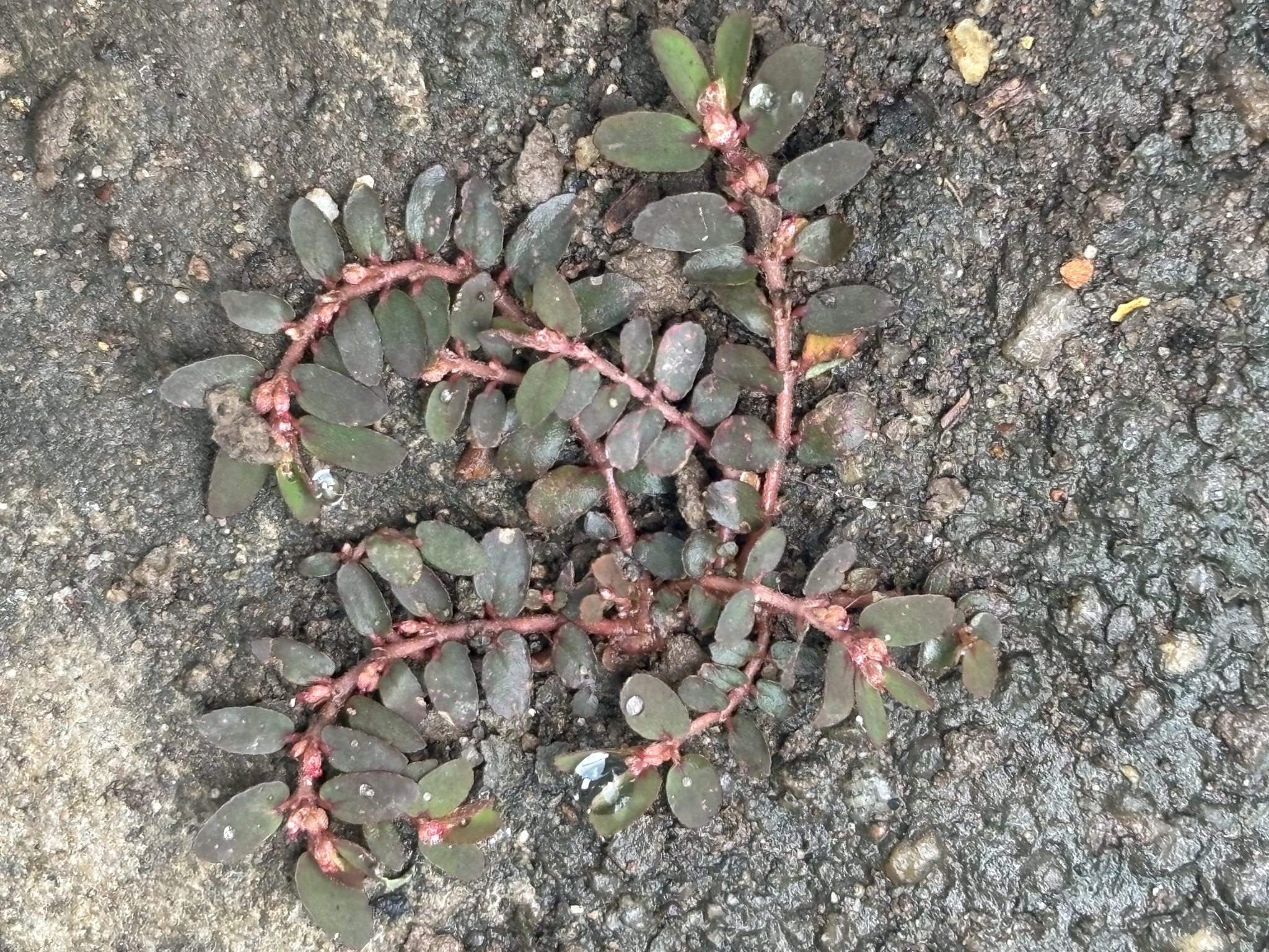 Euphorbia thymifolia — ảnh 2