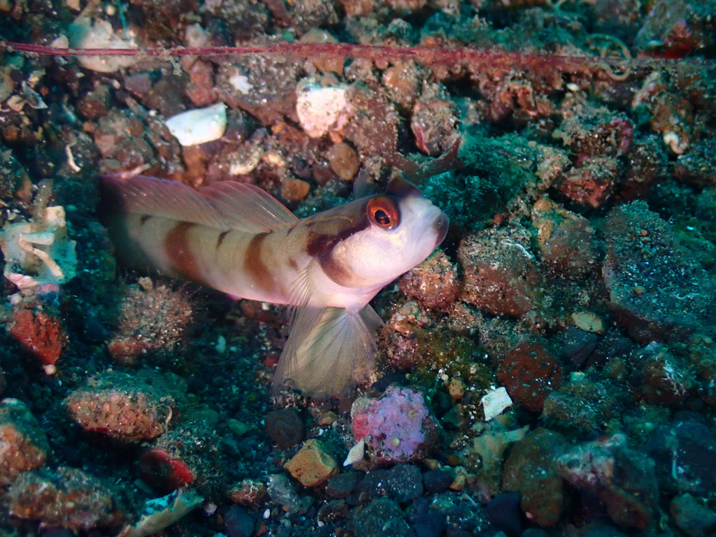Mask Shrimpgoby (Amblyeleotris gymnocephala)