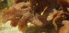 Pherusella brevituba