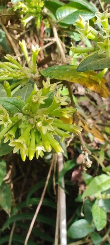 Cestrum tomentosum, photograph 2