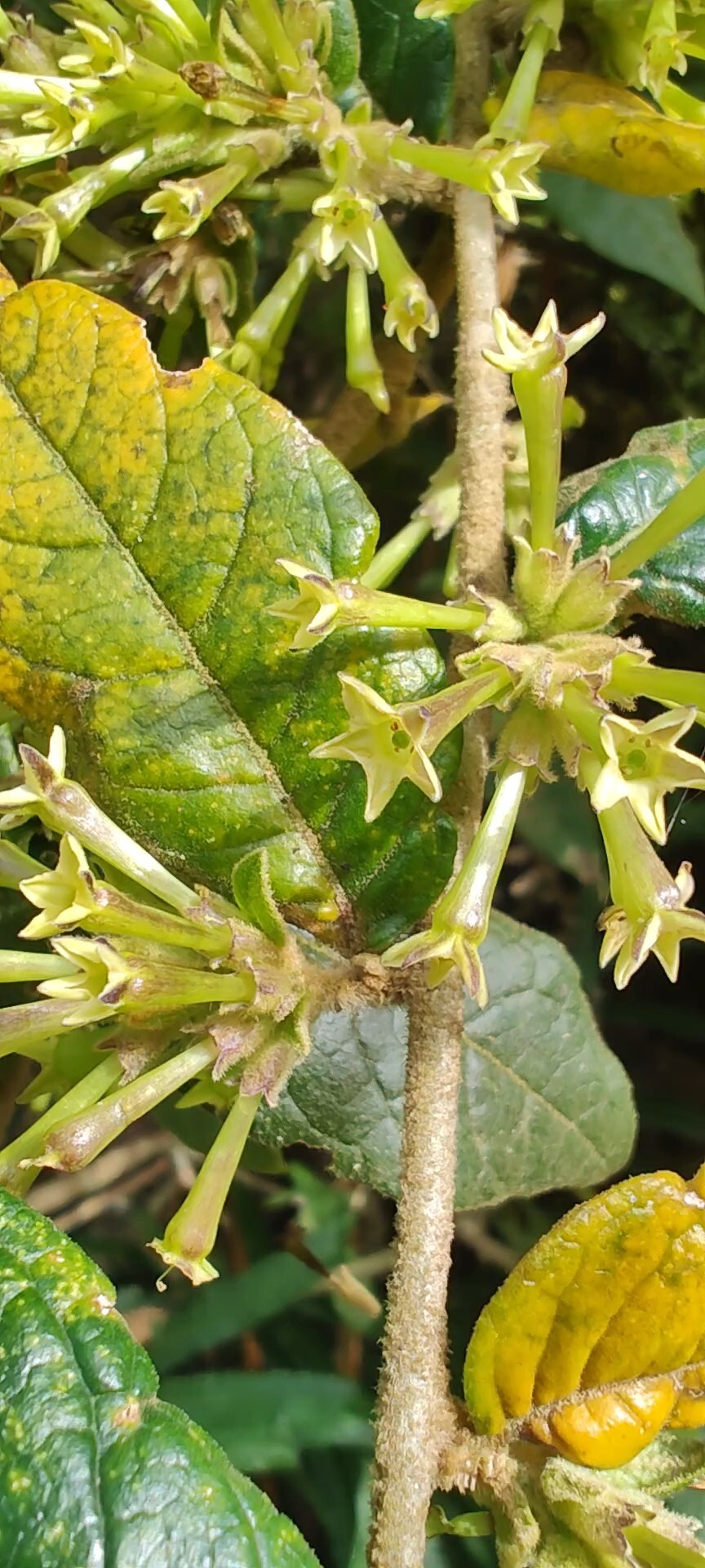Tomentose Cestrum (Cestrum tomentosum)