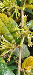 Cestrum tomentosum