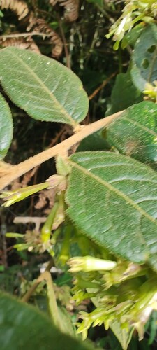 Cestrum tomentosum, photograph 3