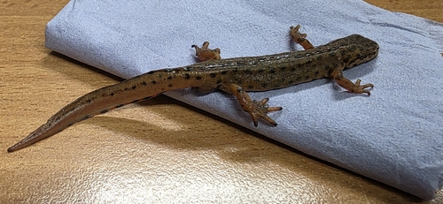 Common Newt