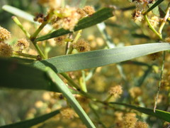 Acacia hakeoides