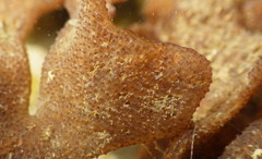 Pherusella brevituba