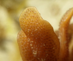Pherusella brevituba