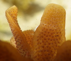 Pherusella brevituba