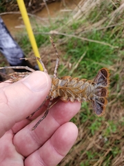 Procambarus spiculifer