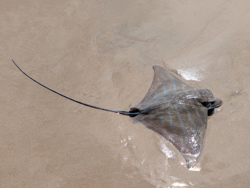 Duckbill Ray from South Africa on February 22, 2026 at 10:24 AM by ...