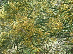 Acacia hakeoides