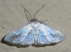 Thyrididae
