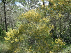 Acacia hakeoides