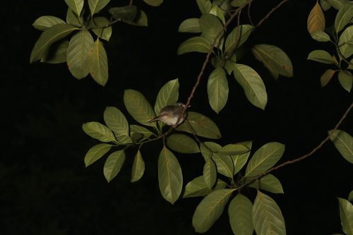 Brown-breasted Flycatcher (Muscicapa muttui), photo 9
